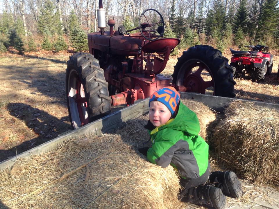 Charlie Brown's Christmas Tree Farm: farm photo
