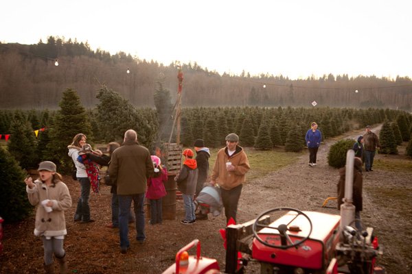 Coates Christmas Trees: farm photo