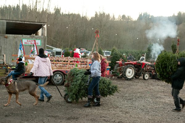 Coates Christmas Trees: farm photo