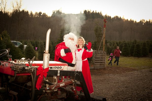 Coates Christmas Trees: farm photo