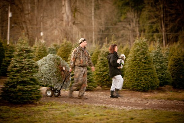 Coates Christmas Trees: farm photo
