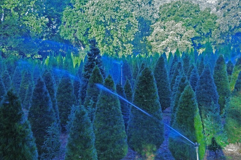 Paradise Christmas Tree Farm: farm photo