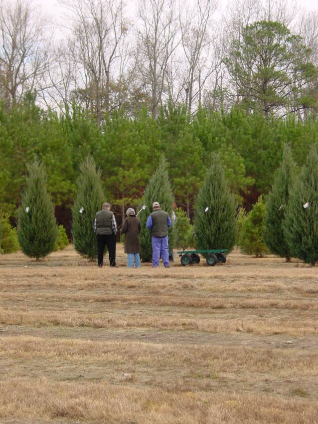 Wadsworth Christmas Tree Farm: farm photo