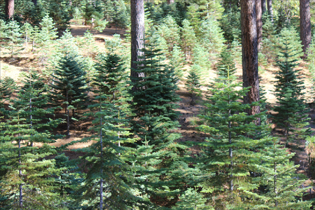 Little Bear Tree Farm: farm photo