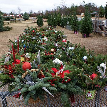 Motley's Christmas Tree Farm: farm photo
