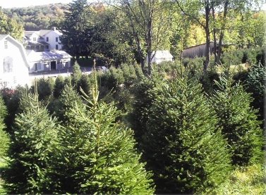 Abel's Trees: farm photo