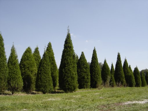Ergle Christmas Tree Farm: farm photo