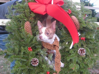Abel's Trees: farm photo