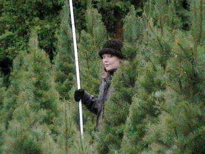 McBurney Christmas Tree Farm: farm photo