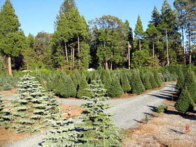 McBurney Christmas Tree Farm: farm photo