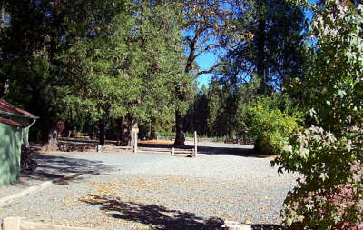 McBurney Christmas Tree Farm: farm photo