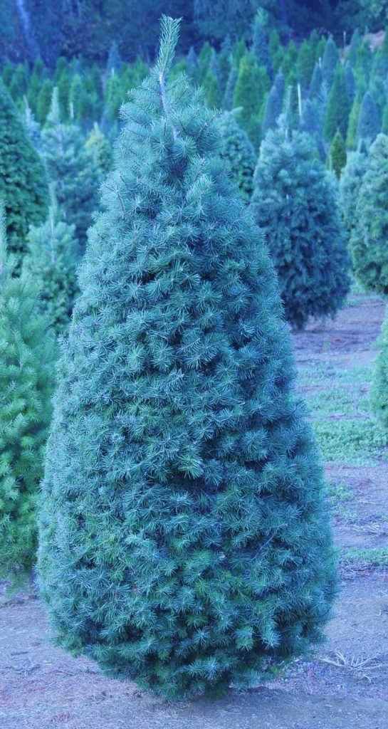 Paradise Christmas Tree Farm: farm photo