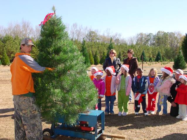 Wadsworth Christmas Tree Farm: farm photo
