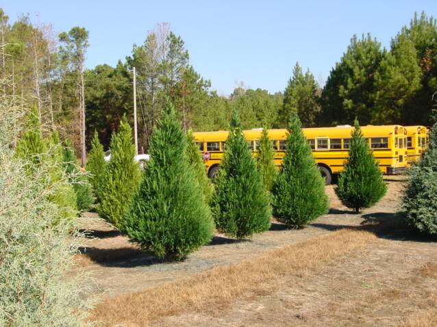 Wadsworth Christmas Tree Farm: farm photo