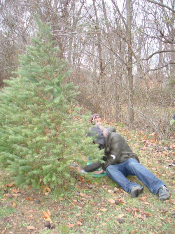 McCarthy Tree Farm: farm photo