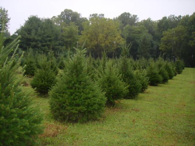 McCarthy Tree Farm: farm photo