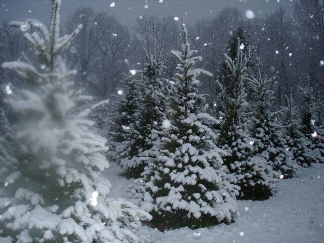 McCarthy Tree Farm: farm photo