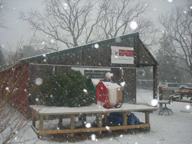 McCarthy Tree Farm: farm photo