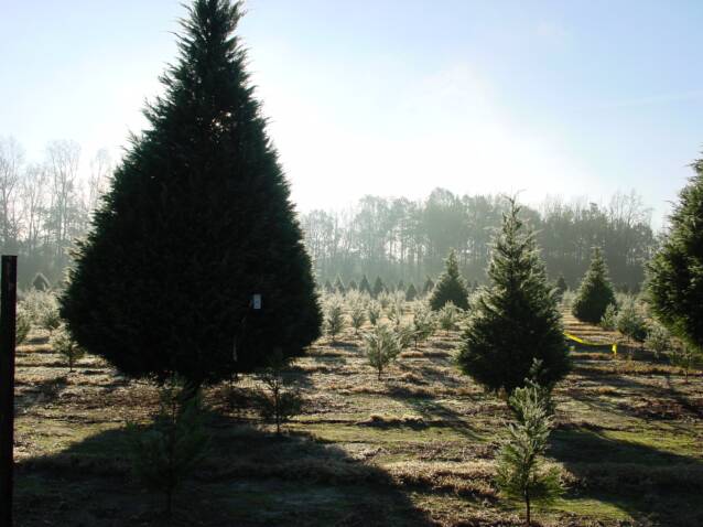 Wadsworth Christmas Tree Farm: farm photo