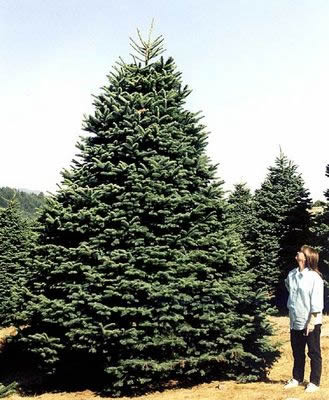 Holiday Tree Farms: farm photo