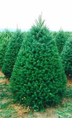 Holiday Tree Farms: farm photo