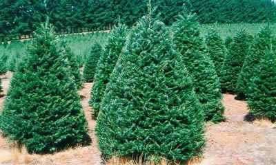 Holiday Tree Farms: farm photo