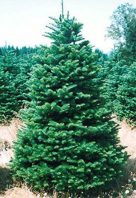 Holiday Tree Farms: farm photo