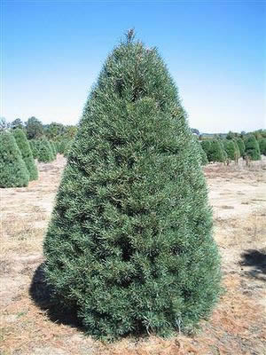 Holiday Tree Farms: farm photo