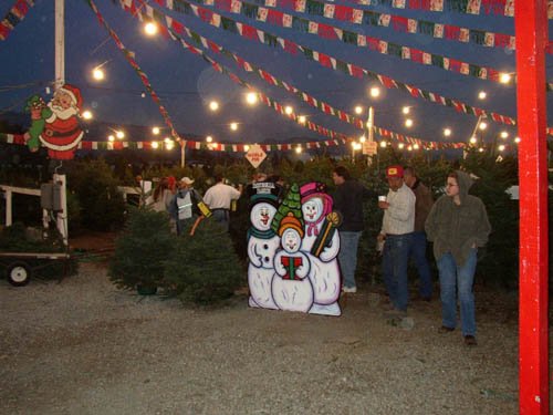 Battaglia Ranch Christmas Tree Farm: farm photo