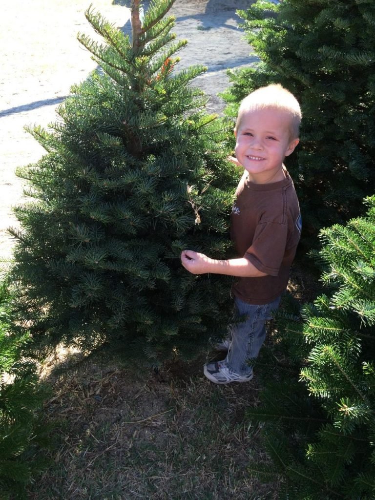 Santa Paula Christmas Tree Farm: farm photo