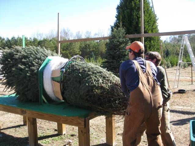Wadsworth Christmas Tree Farm: farm photo