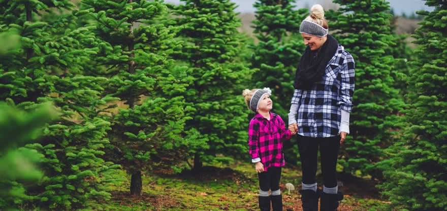 Holiday Tree Farms: farm photo