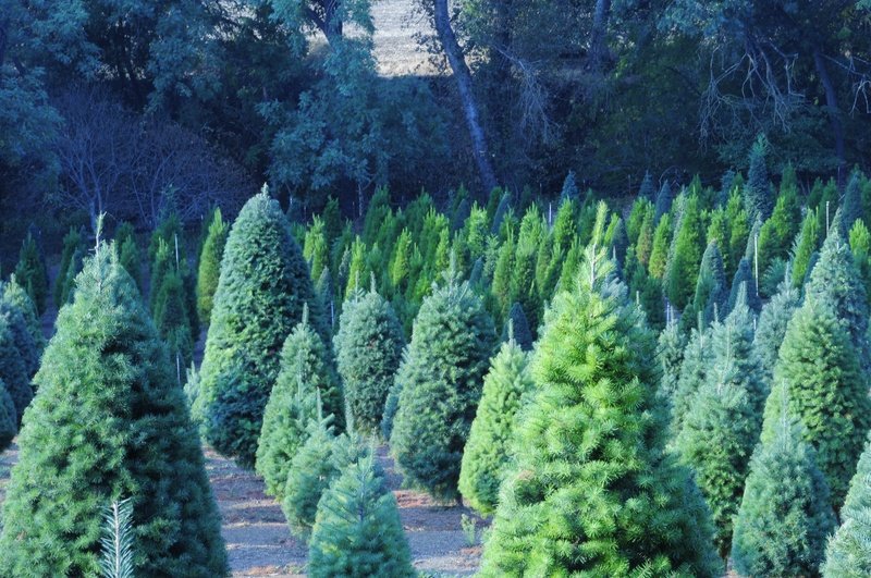 Paradise Christmas Tree Farm: farm photo