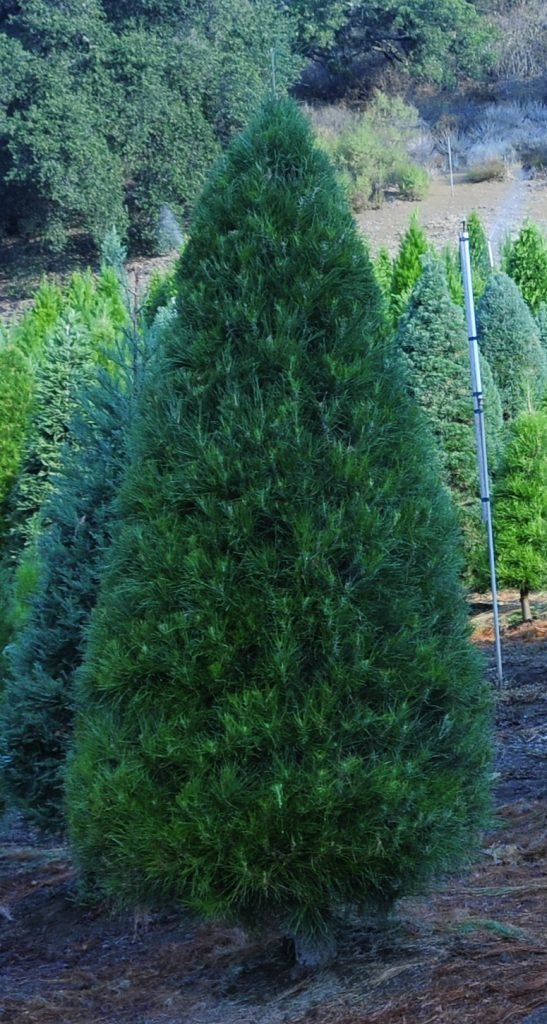 Paradise Christmas Tree Farm: farm photo