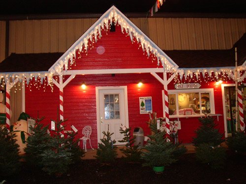 Battaglia Ranch Christmas Tree Farm: farm photo