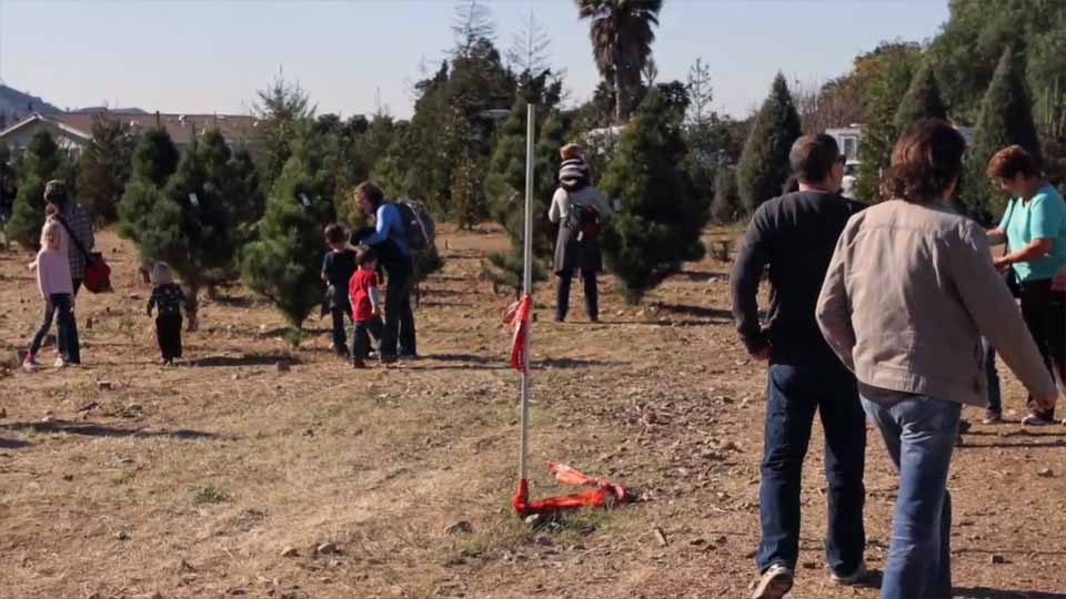 Santa Paula Christmas Tree Farm: farm photo