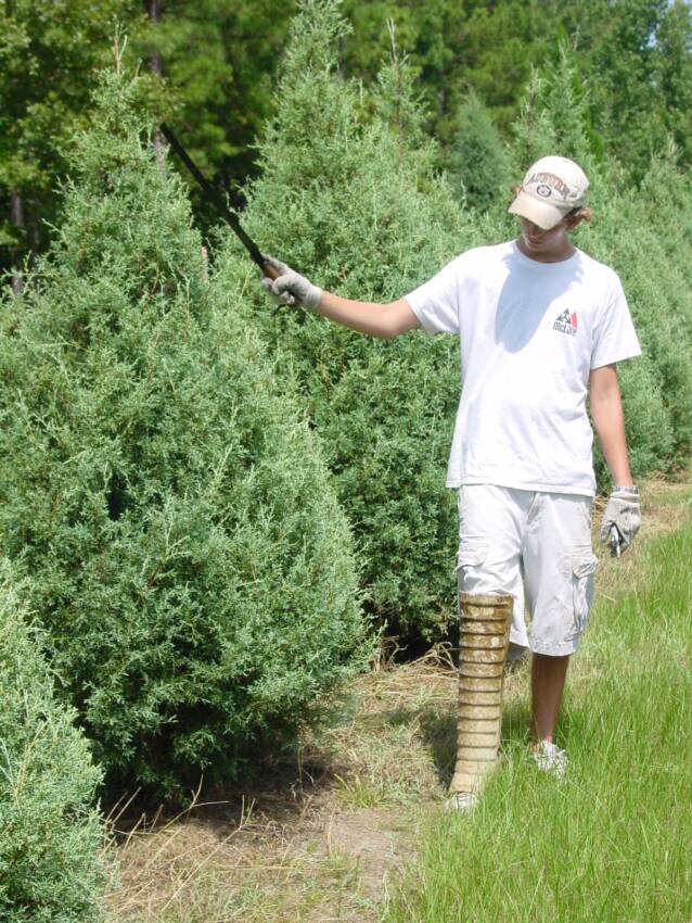 Wadsworth Christmas Tree Farm: farm photo