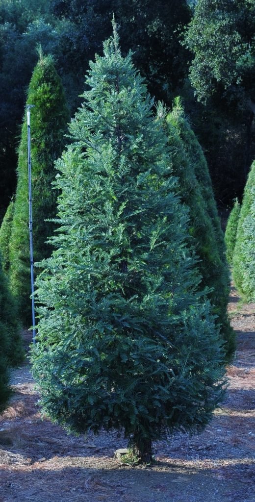 Paradise Christmas Tree Farm: farm photo