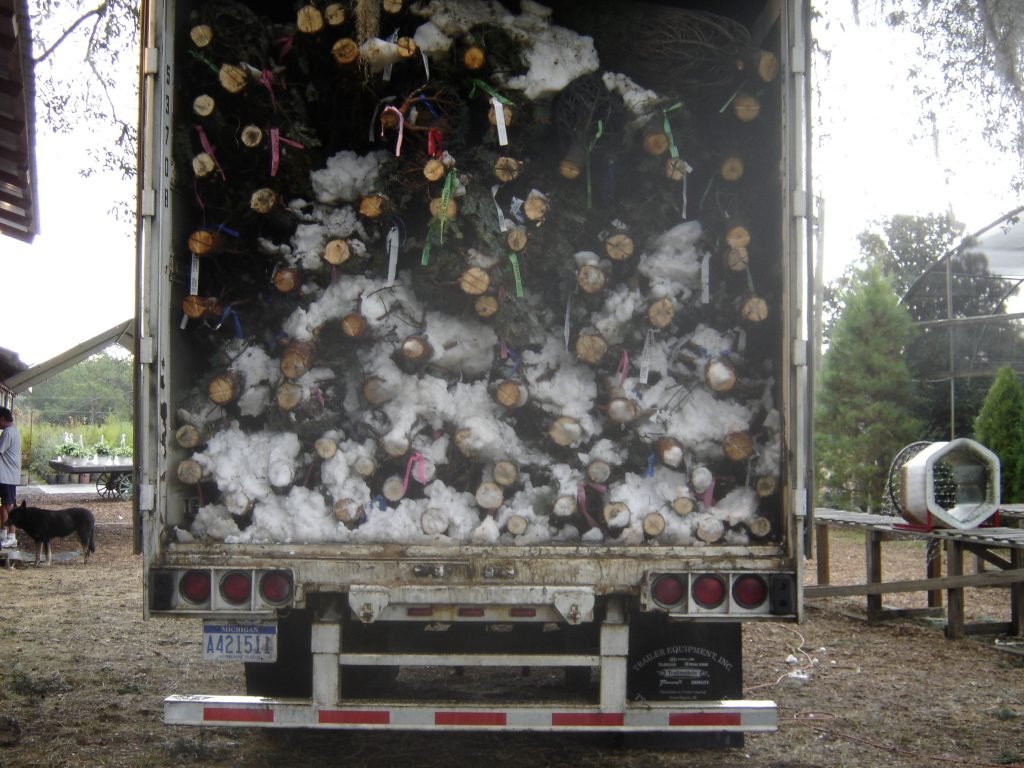 Ergle Christmas Tree Farm: farm photo