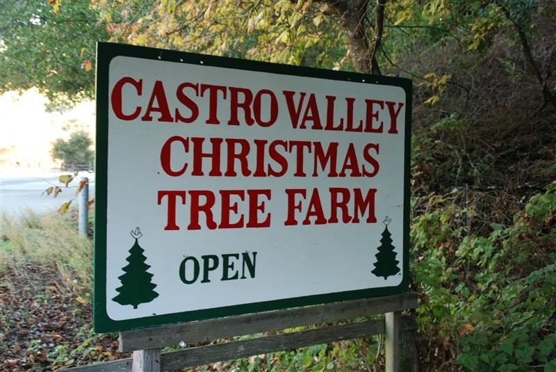 Castro Valley Christmas Tree Farm: farm photo