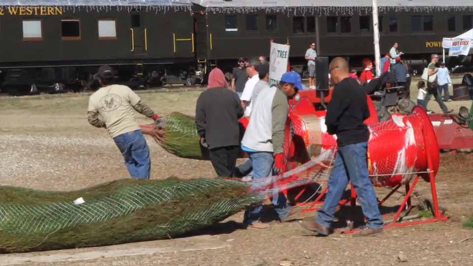 Santa Paula Christmas Tree Farm: farm photo