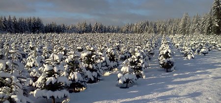 Holiday Tree Farms: farm photo