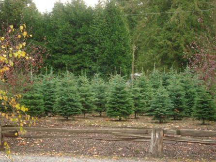 tree cut out for family tree