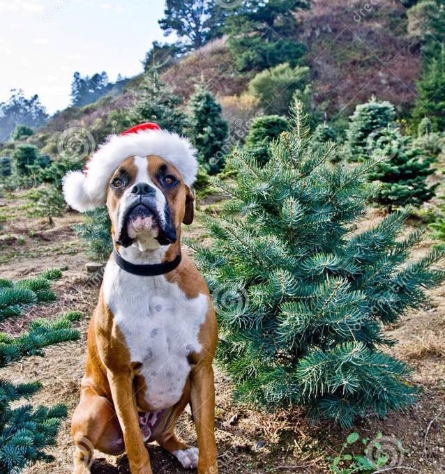 Bengtson Christmas Tree Farm - Call now: 7082589610 Jeremy & Scott Bengston. 10919 West Wilmington Road Peotone 60468 IL
