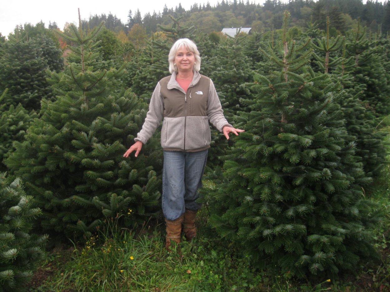 12132384_1013152882062199_5565431025383221093_o Christmas Tree Farms