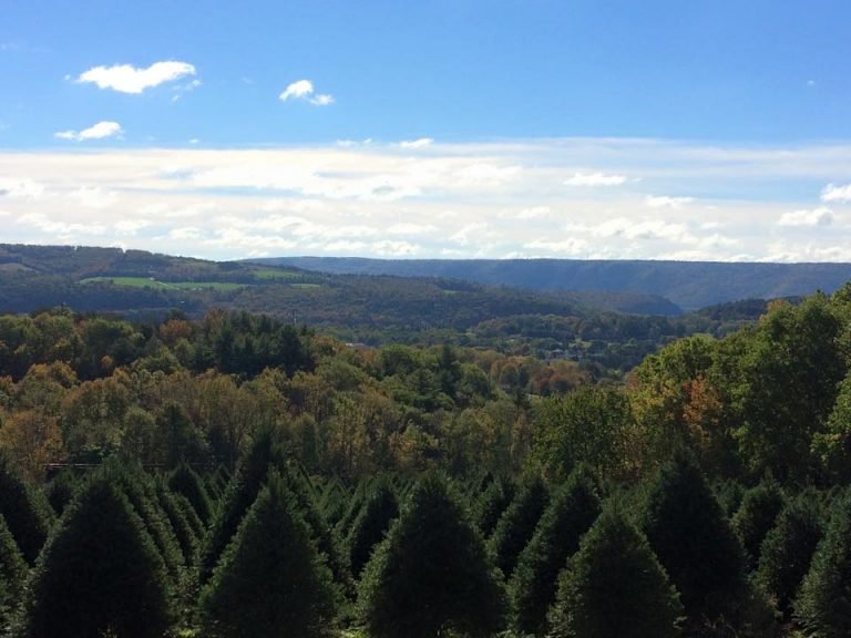 12144767 10153724151287053 2518609521477686139 n Christmas Tree Farms 