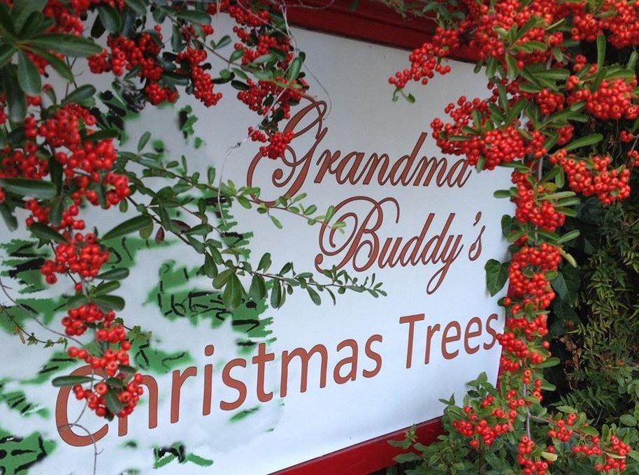 Grandma Buddy's Christmas Trees - Call now: 7078234547 . 8575 Graton Rd Sebastopol 95472 CA