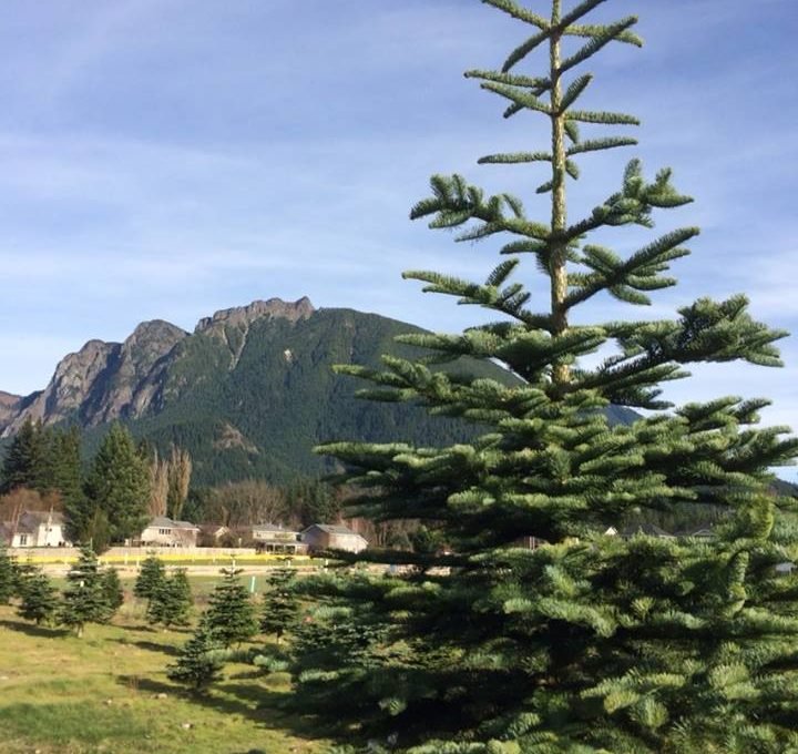 Crown Christmas Tree Farm 98045 North Bend 805 Se 12th St