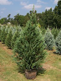 Motley's Christmas Tree Farm - Call now: 501-888-1129 Randy & Linda Motley. 13724 Sandy Ann Drive Little Rock 72206 AR