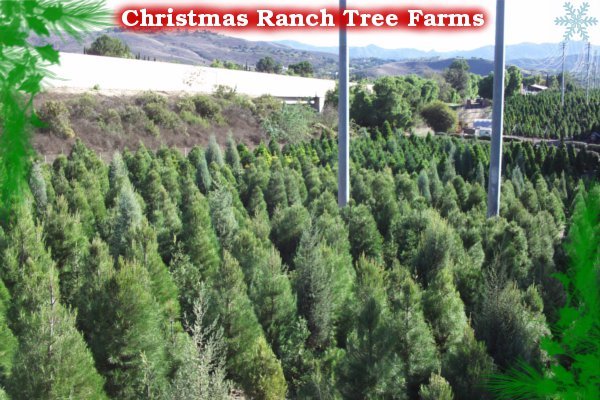 Christmas Ranch Tree Farm / 50 Best Christmas Tree Farms In America